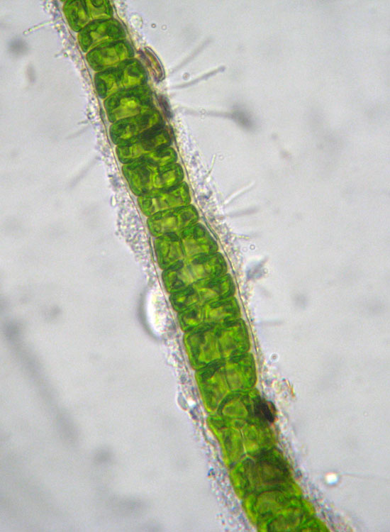 Microscopia salata